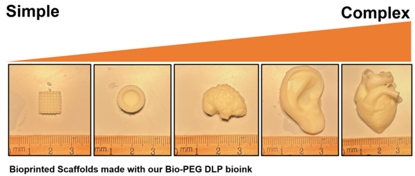 Bioprinted Scaffodls